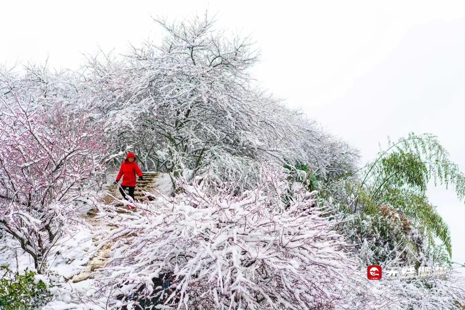 七里乡|“雪景+梅景”，到柯城七里寻香去~