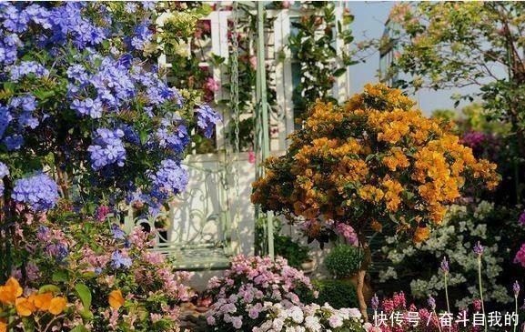 积水|她在院里养了一种花,3年之后美如画,见到的人都说像仙境!