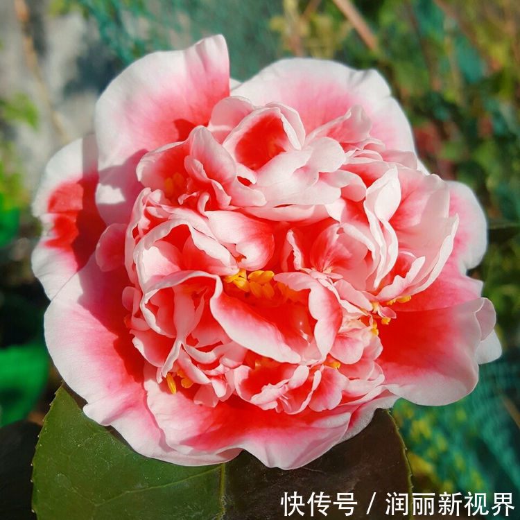 菊花|此龙火珠，比牡丹花还漂亮，花期长，养护简单，还可做盆景