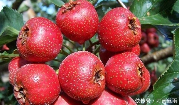 山楂“开胃消食”,鲜山楂和山楂干哪个营养高呢?很多人都不了解