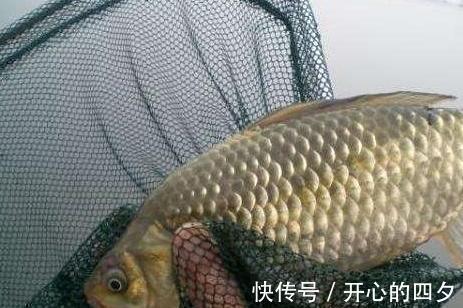 这条鱼全身布满花纹，半天钓了近三十条，求求各位钓友，怎样处理