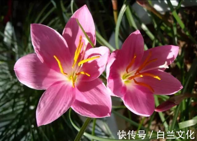 养花知识叫兰不是兰，花却美成仙，看看你家有几盆