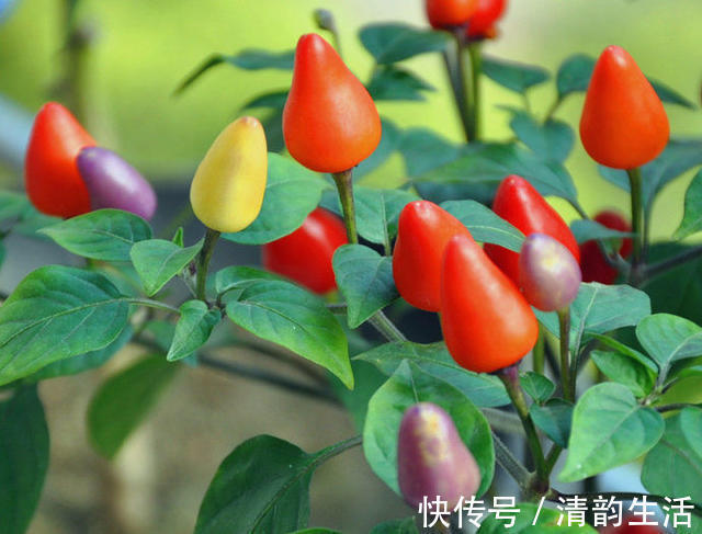 食物|想长寿先会吃,几种食物离不开,滋补身体,补血活血、补益身体