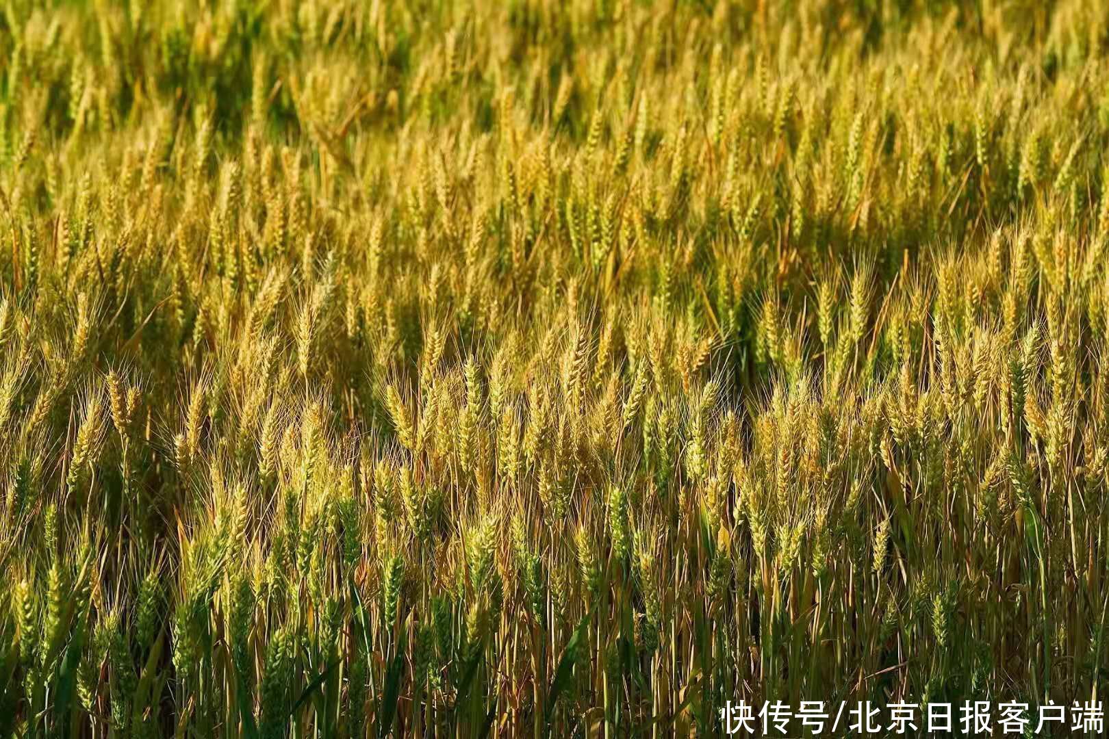 麦黄迎芒种|北京通州，麦黄迎芒种