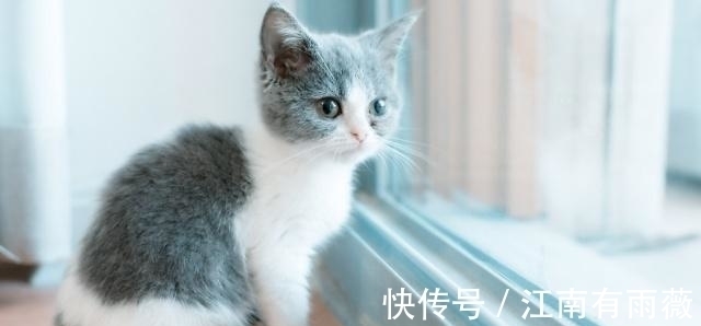 性格|塔罗占卜：选一只最萌的猫？测你孩子将来是否有出息