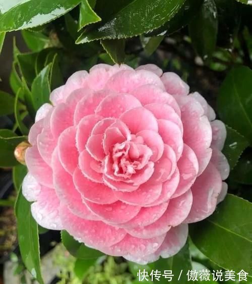 阳台上|6种“耐阴花”,室内也能生长旺盛,叶色翠绿又开花