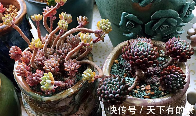 多肉植株|室内养多肉，淋雨后该怎么处理？分情况