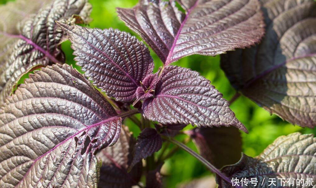 这6种植物是生活的好帮手,家里养一盆,好看好养还可备不时之需