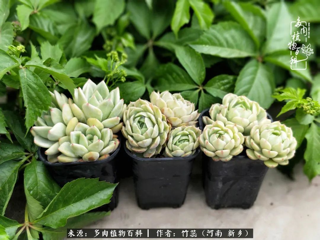 养多肉三周年有感养这么多多肉到底有啥用!