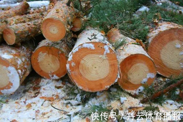 鹦鹉螺&这些东西内部长啥样?25张照片揭示日常事物看不见的一面!