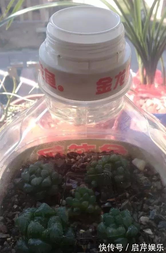 s只要家里有油桶,就不用花钱买花盆!多肉种在油桶里,叶子胖嘟嘟