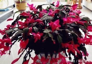 婆婆给家里的蟹爪兰剪两下,花开的看不见叶子,家人看傻眼