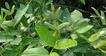 跌打旧积|农村这种野草牲口躲着走,老中医眼中是治跌打旧积、风湿骨痛的宝