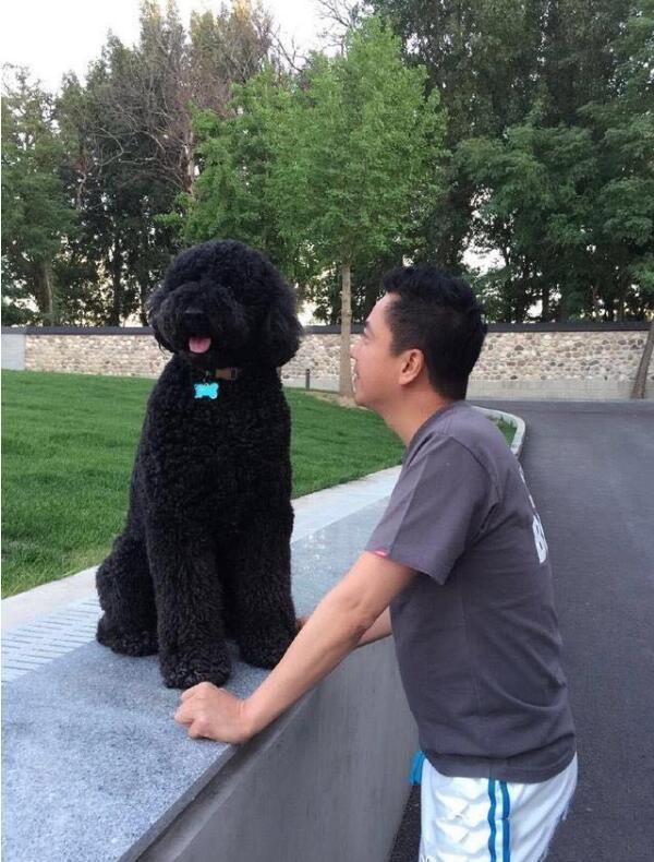 电梯|华谊总裁王中磊家,电梯入门,一进门就是金钱的“味道”