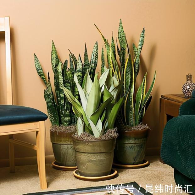 圆叶虎皮兰|虎皮兰进入8月经常“饿”,从三个方面喂饱它,才爱出小芽