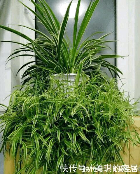 吊兰|这种植物有水就能活，用1招，分分钟爆盆