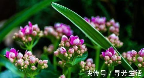 积水|大又深的花盆不讨喜?养上这些花,做好几件事,大气又漂亮!