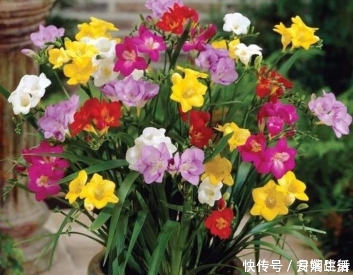 满天星|4种花超漂亮,家里养一盆,满屋飘香,养庭院,十里飘香