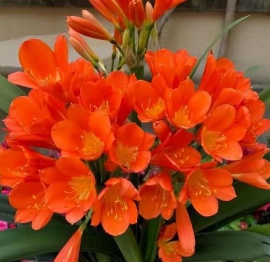 君子兰怎么养开花多,关注这些,年年开花红艳艳