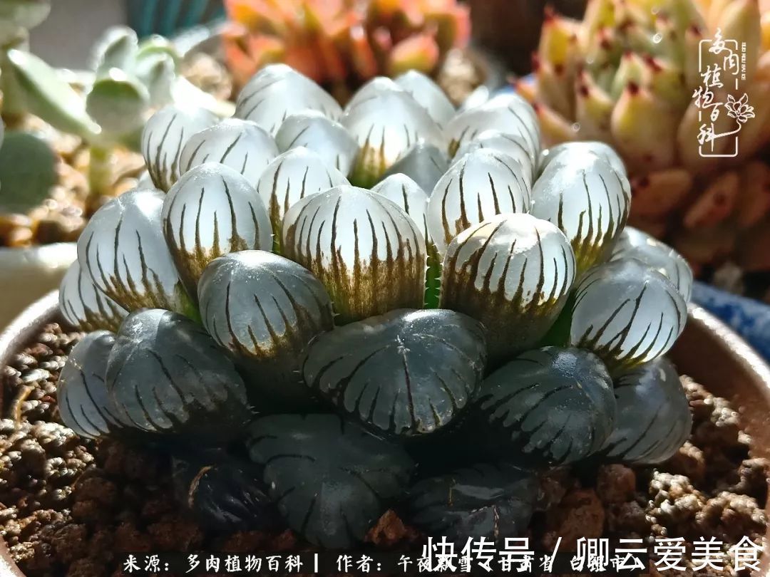 久在晴冬等雪来——北方阳台党的多肉成长历程!