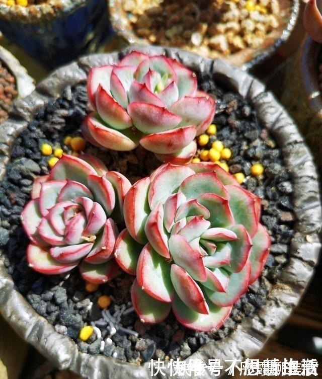 光照|家庭养多肉,掌握这7点,就没有养不好的多肉植物!