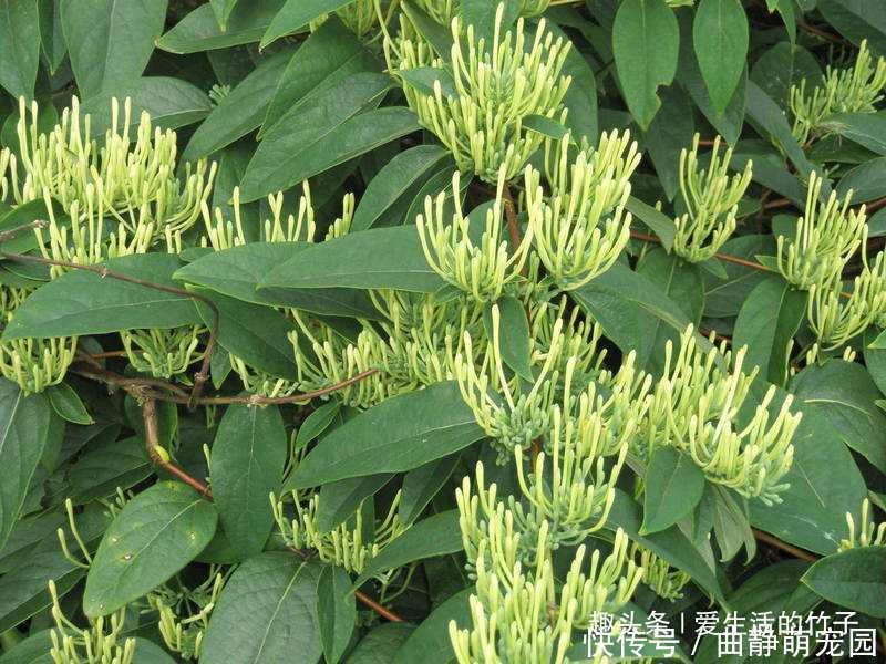 金银花和山银花的区别,认识一下,根据需要,可以区分就好