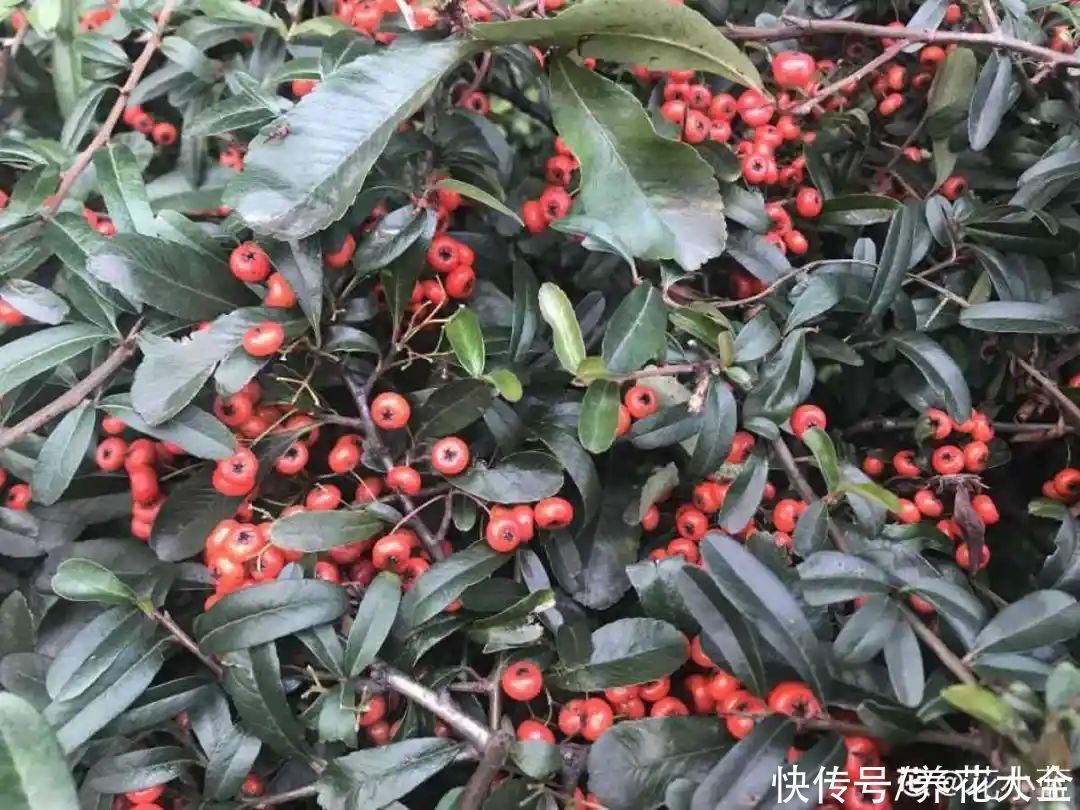 农村当柴烧的花，原来可以当盆景，给一千块也不卖