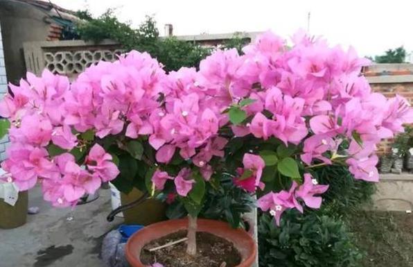 养花就盆栽簕杜鹃，夏天不怕热、开花漂亮，又叫光叶子花