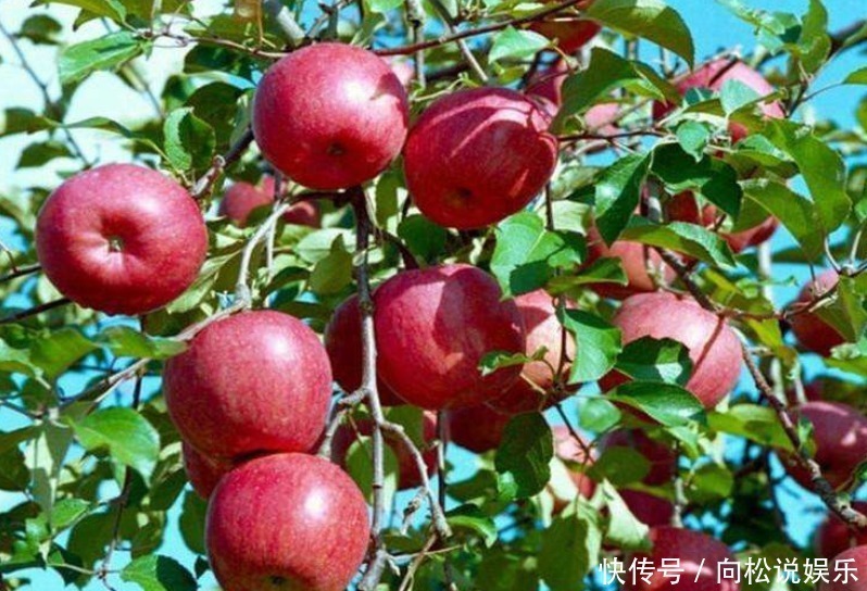 女人|女人三伏天不容错过此果,每天食一个,防癌,美容养颜,淡化色斑