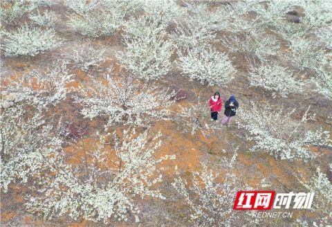 道县李花园 赏花过大年