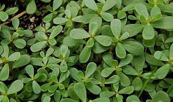白发不要急着去染，一种野菜煮水洗头，白发脱
