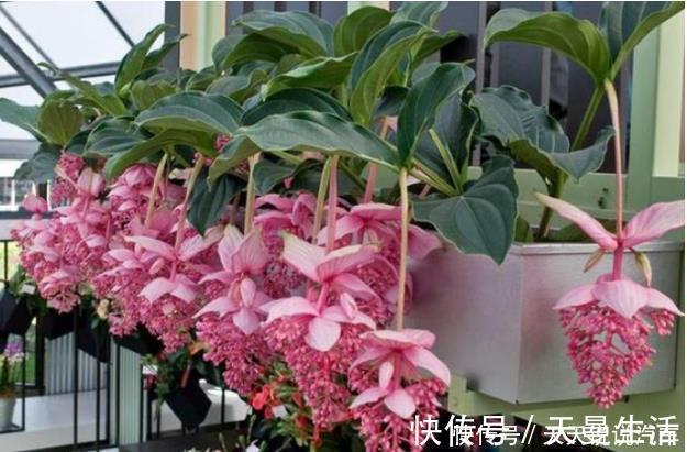 超漂亮的3种花,长势好、花色艳,高端大气上档次