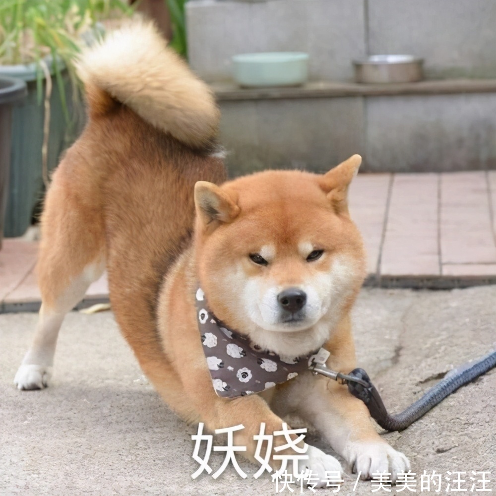 柴犬属于长毛犬还是短毛犬 柴犬属于长毛犬还是短毛犬