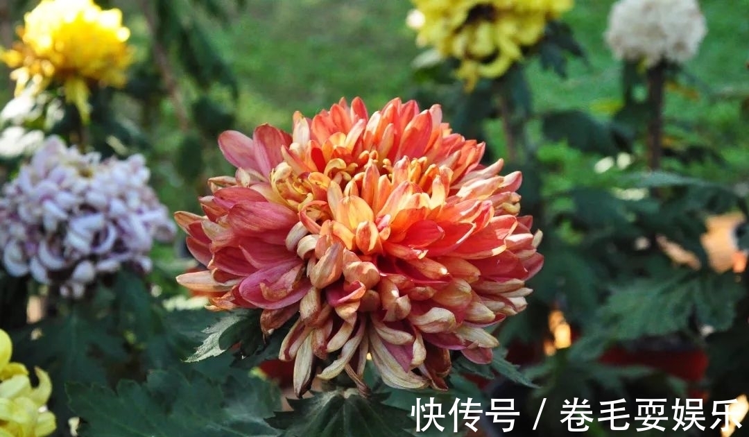 独本菊|心素如简，人淡如菊，植物园里感受菊之意境