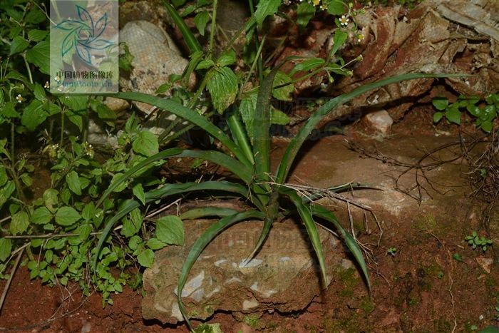 风湿|蛇咬药,见过吗?清热解毒,健脾利湿。主治风湿、毒蛇咬伤