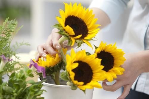 养花15年的经验告诉你,4种水不能用来浇花,科学养好花