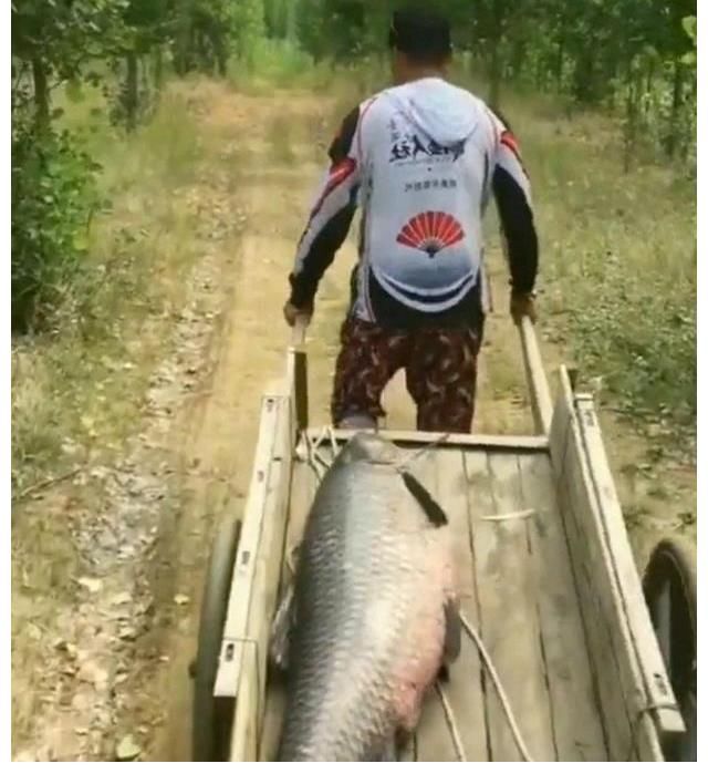 板车拖，锄头刮鱼鳞，男子钓起青鱼够全村吃！青鱼最大能长多大？