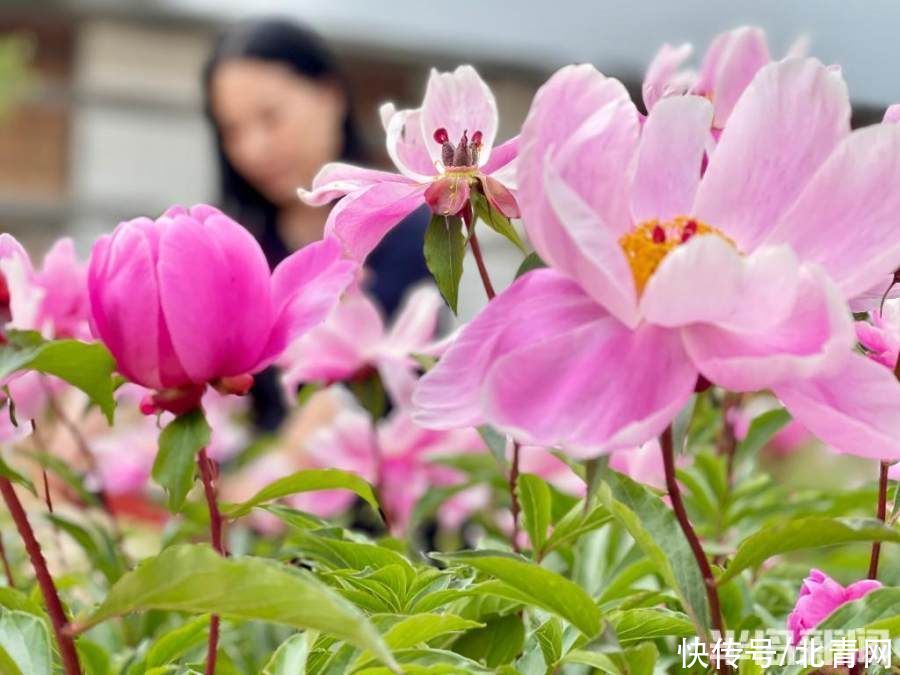 芍药绽红绡|芍药绽红绡 游人迎风醉