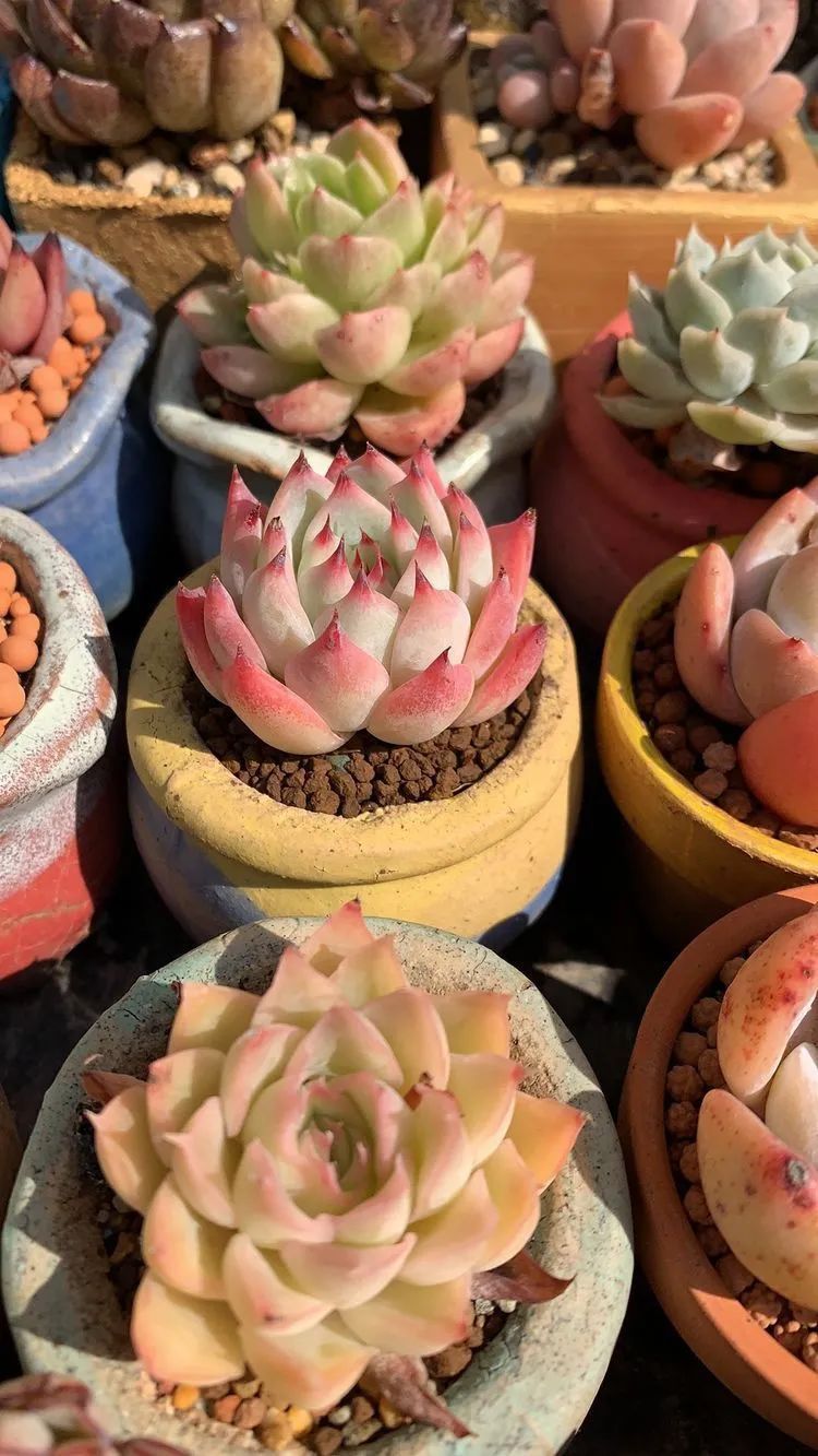 半年时间,多肉从3盆发展到600盆,入坑切莫太心急!