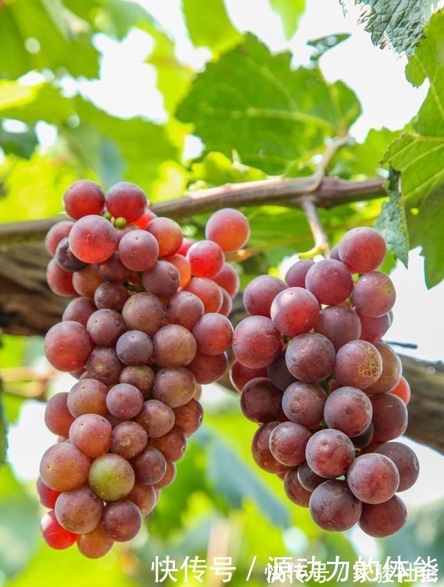 家有小院子，不要错过“3种果树”，寓意好，能观赏，还能摘果子