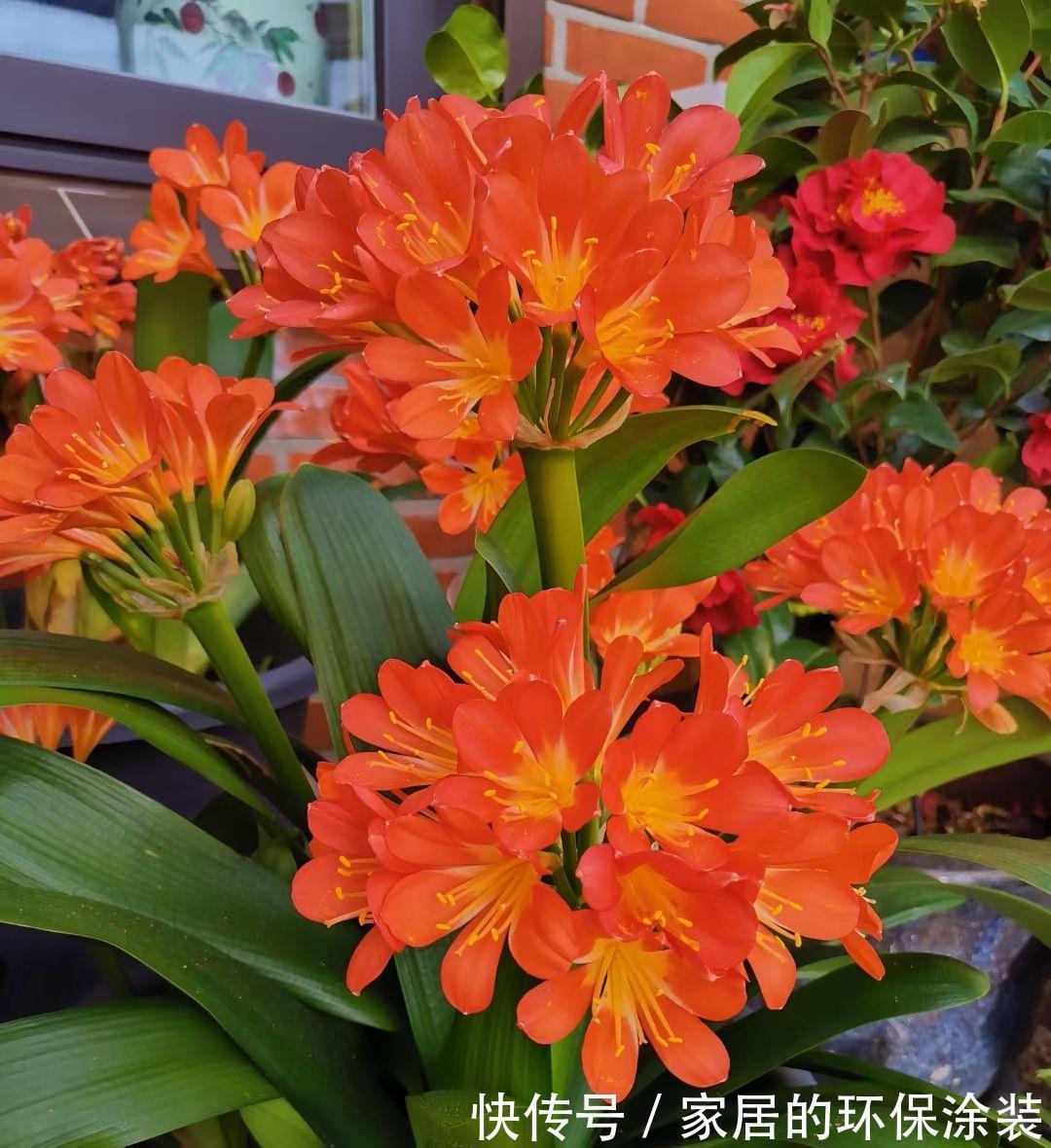 避开君子兰开花的“3大误区”,秋天大爆发,花箭拔得多