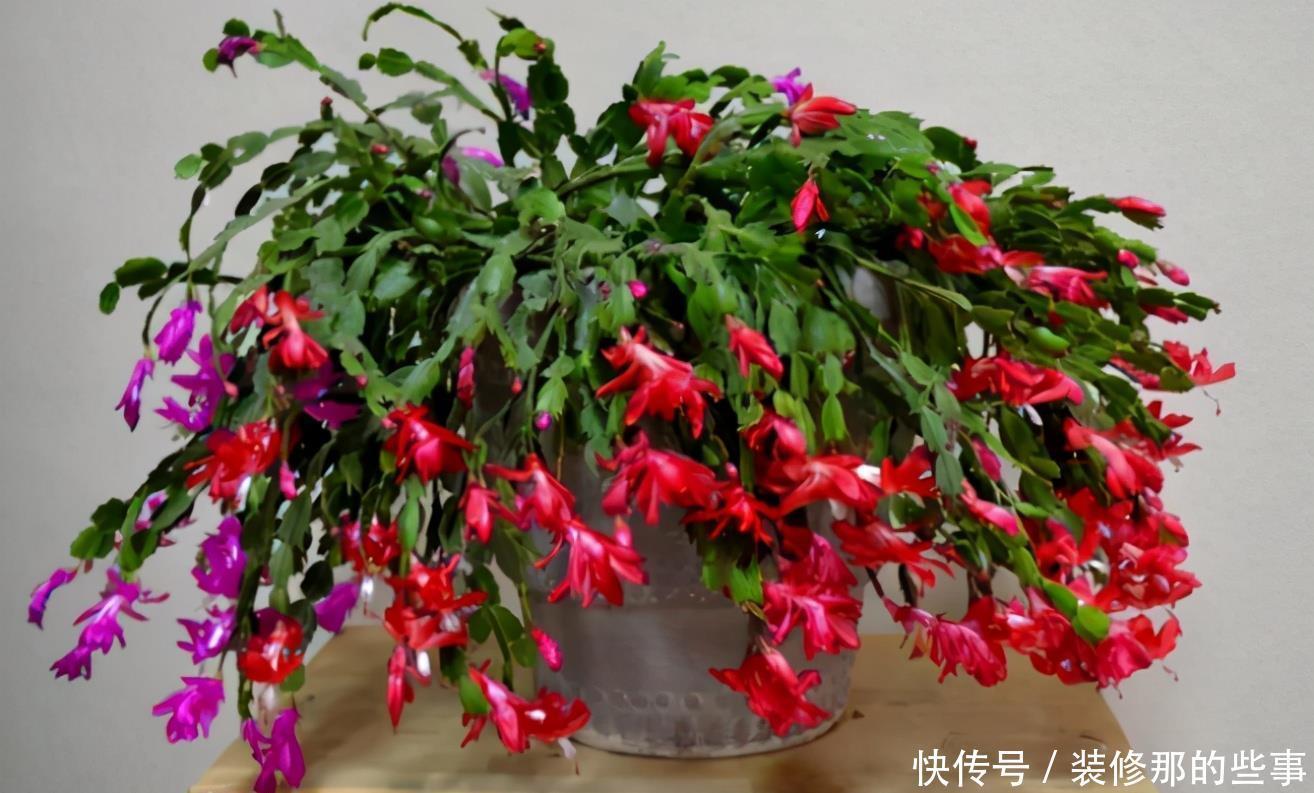 油烟机废油入土前需要做哪些处理,为养花人,该早点知道