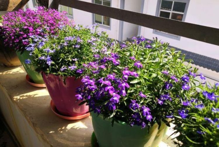 阳台养上4种花,巴掌大的地儿也能养出花海,开花不断!