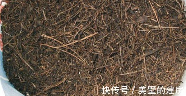 花儿|养花,这些肥能让土壤变的松软透气,更有利于花卉发育生长