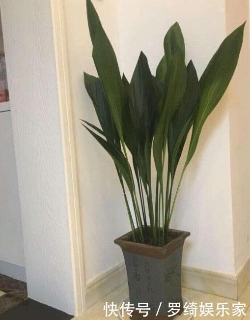 卫生间''除异味''大招放置3种绿植除臭,居家环境更舒适