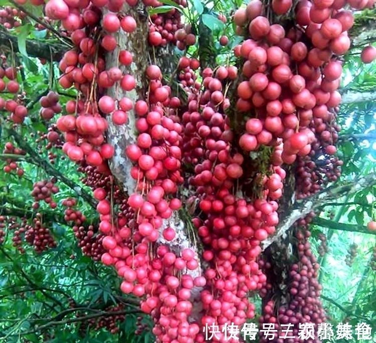 猕猴桃|阳台不要塞一大堆花盆了!学聪明女人种果树,好看又好吃