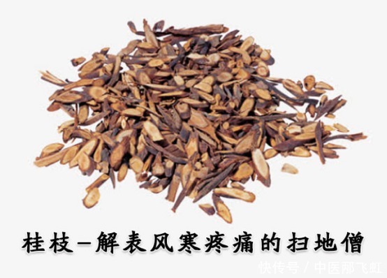风寒|桂枝--解表风寒疼痛的扫地僧,低调而矜持!