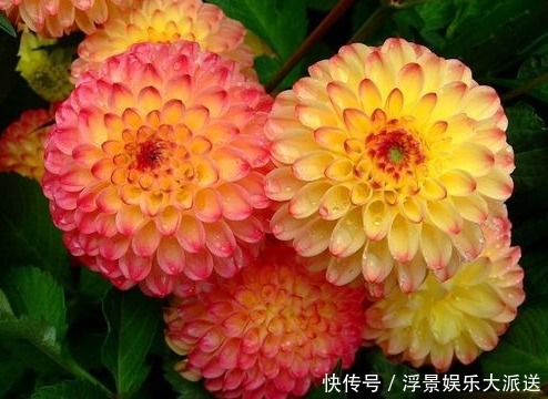 名花|喜欢菊花,不如试试“世界名花”大丽花,花开色彩瑰丽,花朵优美