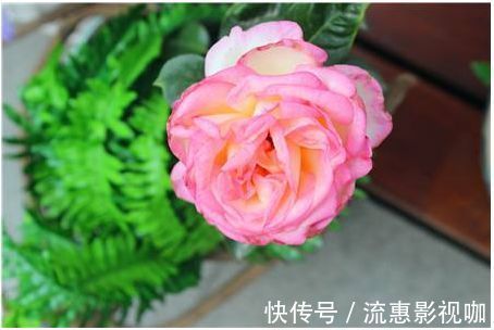 茶梅|喜欢菊花，不如养盆“精品玫瑰”安吉拉夫人，花香袭人姹紫嫣红！