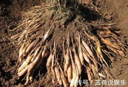 药材|农村野草,生长在水沟边,却没想到是珍贵的药材